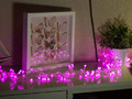 Гирлянда светодиодная "Мишура" 3 м, 288 LED розовые, 220В, постоянное свечение, Neon-Night 303-607
